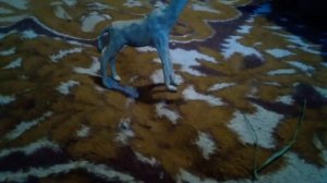 Мои животные Африки из пластилина