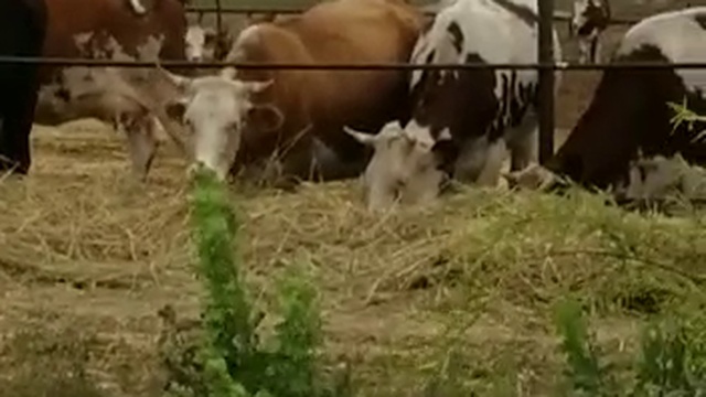 Продажа КРС оптом живым весом по России и СНГ смотреть онлайн