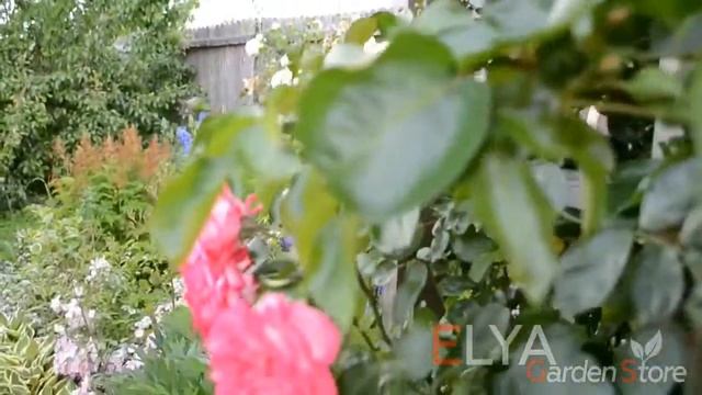 Плетистая роза Antike 89 смотреть онлайн