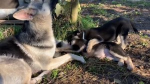 Щенки ВЕО | Родители ВЕО | Полное видео .