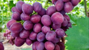 19.07.22г.ВИНОГРАД НА РЫНОК