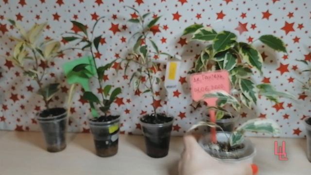 как поливать фикусы зимой | уход за фикусами зимой