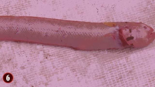 10 Most Bizarre Creatures Recently Caught At Sea! смотреть онлайн