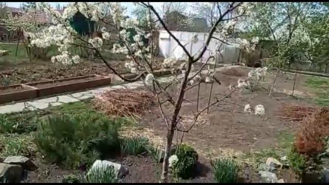 Муж радуется, как ребёнок. Что его так восхищает в саду, чему умиляется? Муж снял обзор наших малыш смотреть онлайн