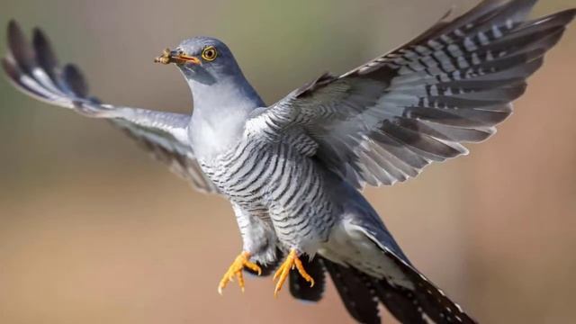 К чему снится кукушка: значение сна. Сонник Миллера смотреть онлайн