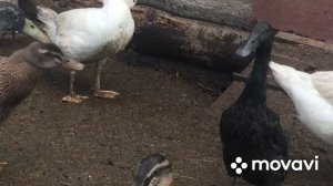 Обзор Индийских Бегунков/ Лакомство этих Уток/ Повадки/ Половозрелость/Отличие селезней от уточек