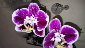 Орхидея размер 1.7 зацвела через год!
