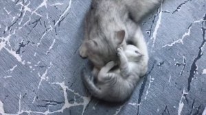 САМОЕ СТРОГОЕ НАКАЗАНИЕ ДЛЯ ЛЁЛИКА | КАК МАМА КОШКА ВОСПИТЫВАЕТ КОТЯТ?