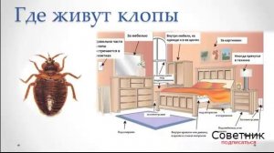 Как избавиться от клопов - уничтожение, борьба, признаки