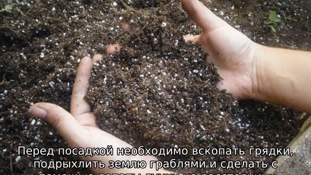 Выращивание капусты смотреть онлайн