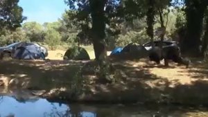 Пранк (медведь)