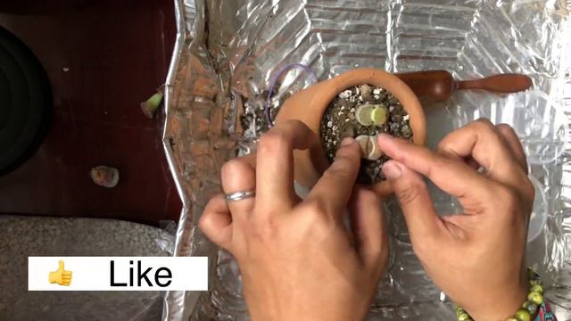 HOW TO REPOT LITHOPS (LIVING STONE SUCCULENT ) || MAMAVLOG || PLANTMOM смотреть онлайн