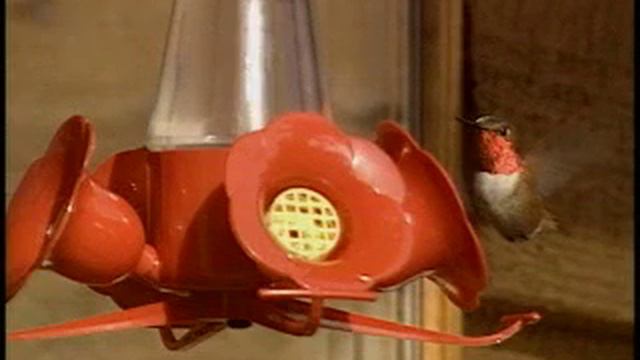 Flower Gardening in the Gulf Islands, Canada смотреть онлайн