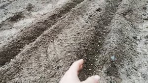 Чтобы не СГНИЛИ семена Гороха, просто делайте так!