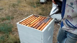 Около 100 кг товарного меда принесла семья рекордсменка в северо-крымском улье,на сегодня..