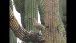 Birds found in the Sonoran Desert