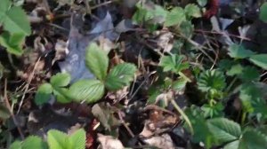 Красные серёжки - осина цветёт !