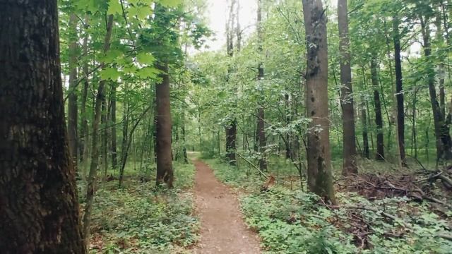 Измайловский парк, Москва. Трамвай гоняет по лесу! ?? 1 июня 2023 смотреть онлайн