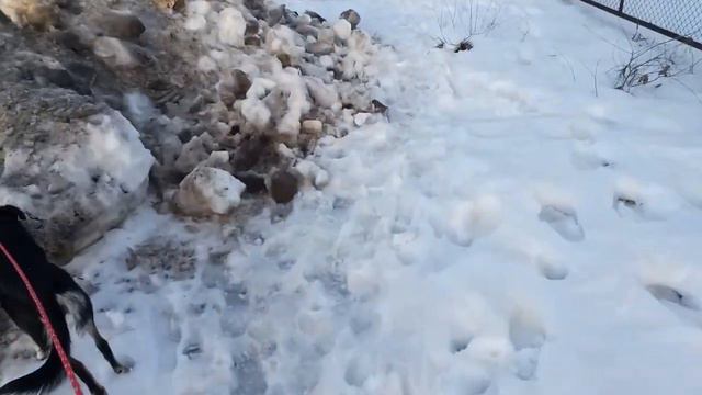 Дина делает успехи) Меньше страхов, туалет на улице