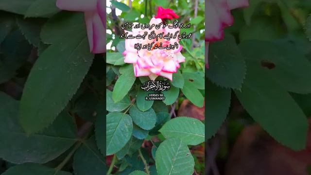 Surah Al-Ahzab Ayat 58 Urdu Translation #short #quran #islam