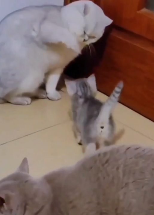 Мама-кошка. Забавные котята. Кошачьи семейные разборки. Коты дерутся. Смешно.