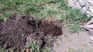 ПОСАДКА КРЫЖОВНИКА ПОЭТАПНО.ОСОБЕННОСТИ ПОСАДКИ КРЫЖОВНИКА ВЕСНОЙ.