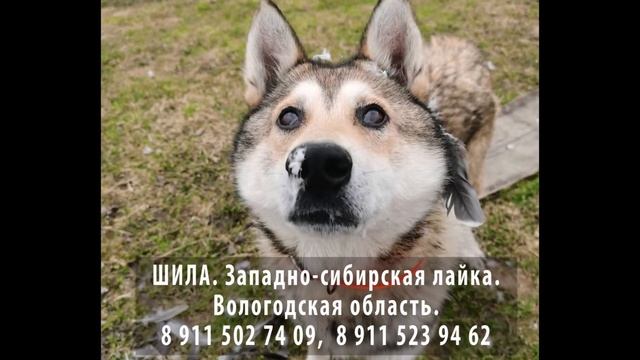 Пропала собака! ШИЛА. Западно-сибирская лайка. Вологодская область. смотреть онлайн
