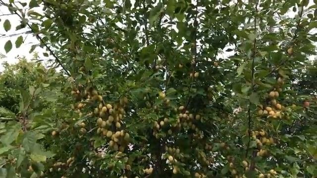 Начало плодоношения сливы - слива выросшая из косточки