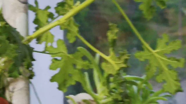 Комнатные растения в июле смотреть онлайн