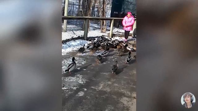 Funny Goose Chasing Babies Compilation || Just Funniest