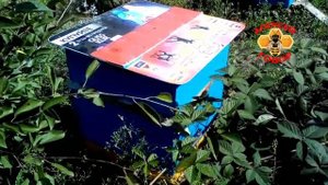 Залетел рой пчел в пустой улей