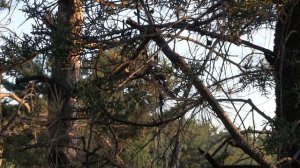 Гора Демерджи, Крым