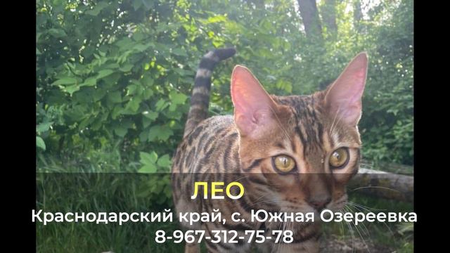 Пропал кот ! ЛЕО , Краснодарский край , с. Южная Озереевка