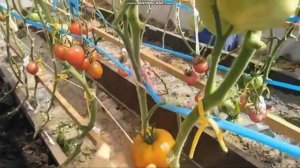 сортовой томат МИНУСИНСКИЕ ШАРЫ обзор