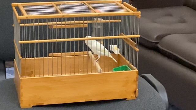 Кенар 269. смотреть онлайн