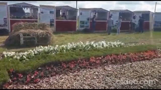 День поля в Татарстане глазами одного из специалистов ГК МЕГАМИКС - Исуповой Марины Владимировны. смотреть онлайн