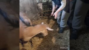 окот козы-Каштанки. Огромный козел,еле вытащила его.Вчера окотилась Белка.