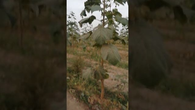 ПАВЛОВНИЯ СОРТ ШАН-ТОНГ