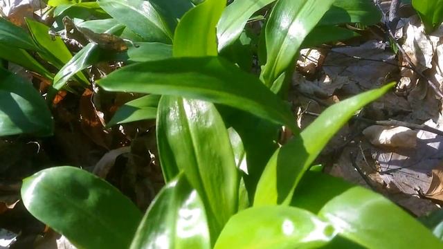 Sremuš (Allium ursinum) - Wild garlic смотреть онлайн