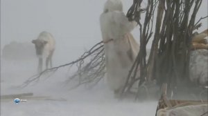 Тундра. Жизнь в Тундре. Удивительное путешествие в тундру. Чукотка. Tundra.