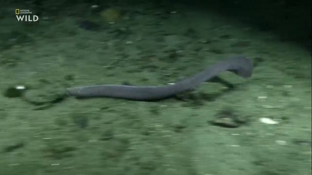 Дикая природа Охотник или Жертва _ Predators or Prey HD .mp4 смотреть онлайн