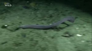 Дикая природа Охотник или Жертва _ Predators or Prey HD .mp4