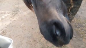Новый способ чистки копыт у Лошади Играем кто сильнее улыбнется