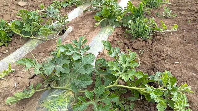 Арбуз Талисман Ф1 смотреть онлайн