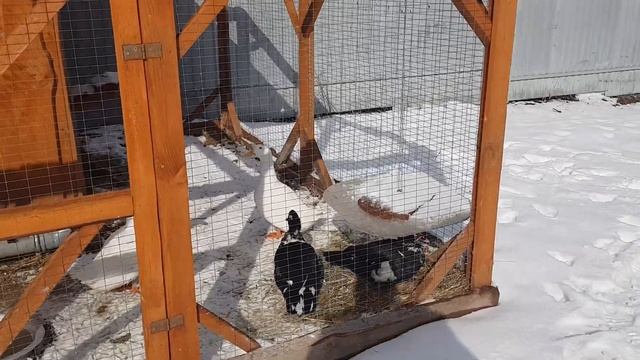 Раз коза , два козел. Или куда подевалась Белка... смотреть онлайн