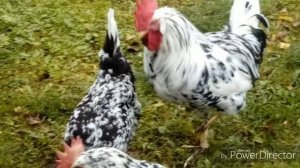 Вкус куриных яиц. От чего зависит?