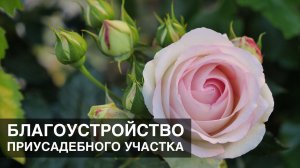 Начало благустройства земельного участка, май 2020