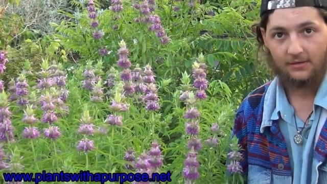 Lemon Bergamot смотреть онлайн