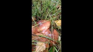 Грибные новости