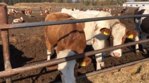 Племенные телки Симментальской породы голштинизированные реализация оптом